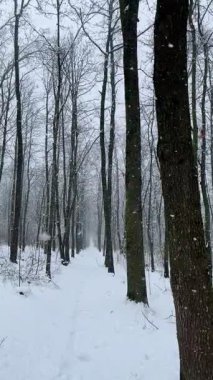 Sakin kış ormanlarında kar yağıyor. 