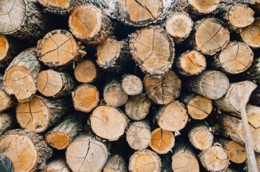 Yığılmış kütükler yakacak odun için kesilmiş.