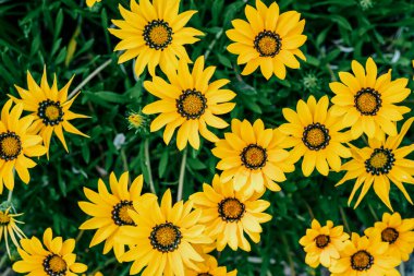 Gazania çizgisinin çevreci sarı çiçekleri ve yeşil yaprakları var.