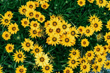 Yeşil yapraklı canlı sarı çiçekli Gazania linearis