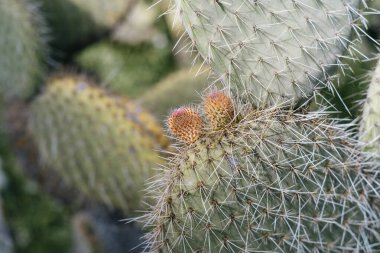 Opuntia Bergeriana 'ya yaklaş. Yeni tomurcukları olan dikenli armut kaktüsü.
