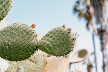 Opuntia Bergeriana 'ya yaklaş. Yeni tomurcukları olan dikenli armut kaktüsü.