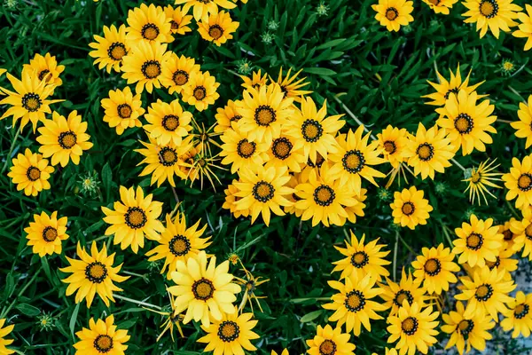 Yeşil yapraklı canlı sarı çiçekli Gazania linearis