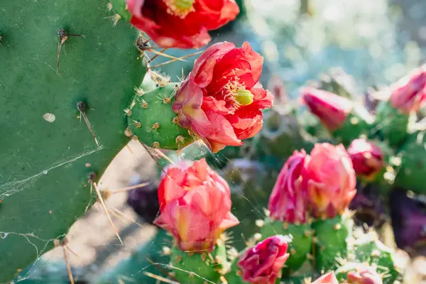 Dikenli armut kaktüsünün geniş yapraklı detaylarını kapat.