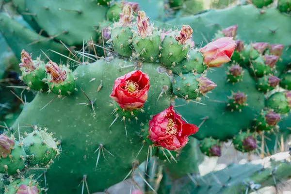 Armut kaktüslerinin çiçek açmasına yakın.