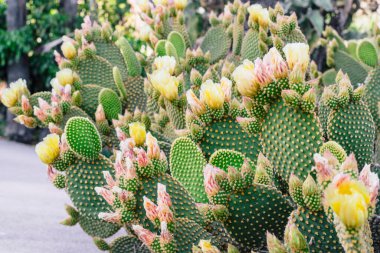Opuntia mikrodasys tavşan kulaklı kaktüs tamamen sarı çiçek