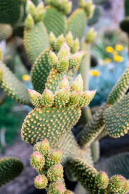 Opuntia mikrodasys tavşan kulaklı kaktüs ve yeni tomurcuklar.