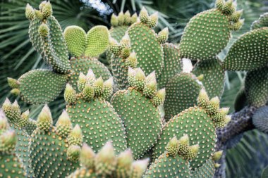 Opuntia microdasys tavşan kulaklı kaktüs kümesi gelişmekte olan tomurcuklar