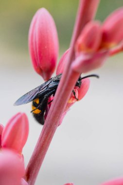 Kırmızı yukka (Hesperaloe parviflora) çiçeğinin üzerindeki siyah ve sarı çamur dauber eşekarısı