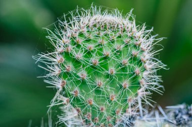 Keskin dikenleri ve dokulu yeşil yüzeyi olan bir kaktüsün yakın çekimi.