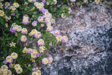 Renkli lantana çiçekleri (Lantana camara) taş bir yüzey üzerinde çiçek açar.