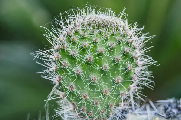 Keskin dikenleri ve dokulu yeşil yüzeyi olan bir kaktüsün yakın çekimi.