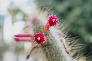 Kliistocactus Baumannii 'ye yakın çekim pembe tüp çiçekleriyle