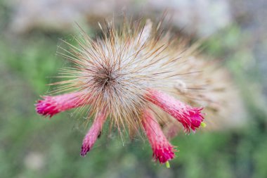 Kliistocactus Baumannii 'ye yakın çekim pembe tüp çiçekleriyle