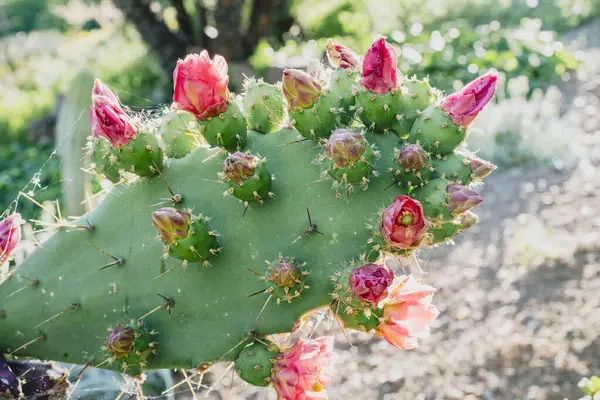 Armut kaktüsünün bol bol açtığı yere yakın.