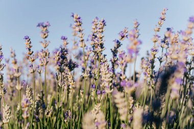 Düşük açı lavanta çiçeklerine yakın mavi gökyüzü arkaplanı