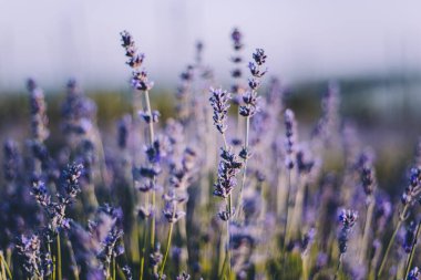 Yumuşak arkaplan ile keskin odak lavanta