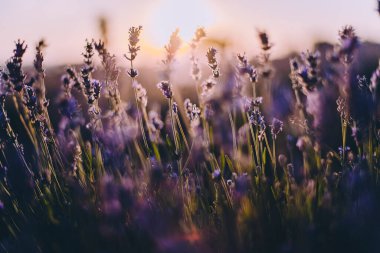 Kapalı lavanta çiçeklerinin açtığı karamsar günbatımı ışıklarıyla