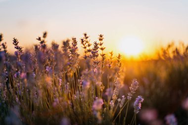 Yumuşak günbatımı ışığı ile açan lavanta çiçeklerini kapat