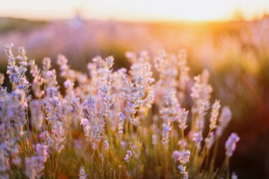 Yumuşak günbatımı ışığı ile açan lavanta çiçeklerini kapat