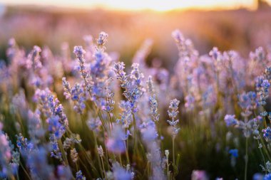 Yumuşak günbatımı ışığı ile açan lavanta çiçeklerini kapat