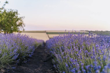 Manzaralı lavanta tarlası çalıları akşam üzeri kapanıyor.