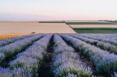 Akşam karanlığında kırsal alanda düzgünce sıralanmış lavanta sıraları.