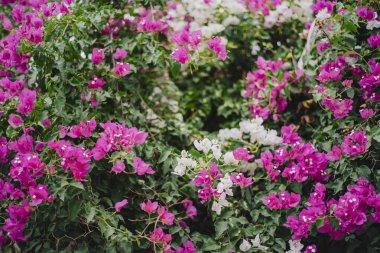 Pembe ve beyaz begonviller çiçek açtı.