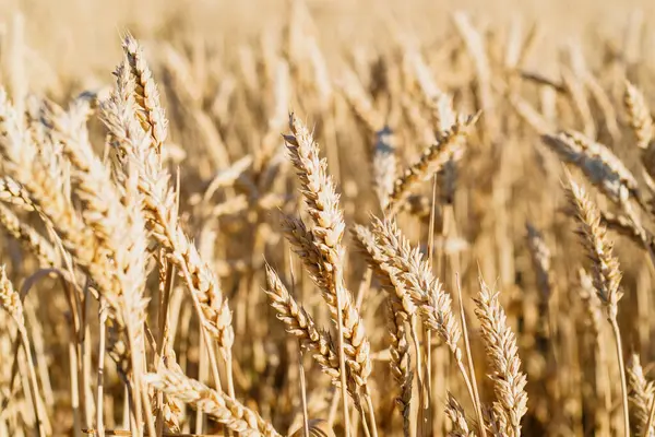 Rüzgarda savrulan olgun saplarla altın buğday tarlasına yaklaş