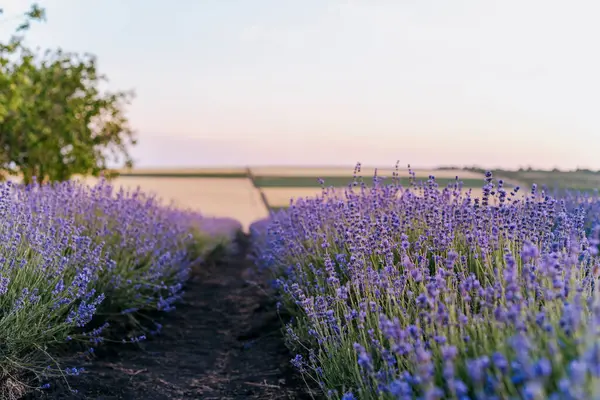 Manzaralı lavanta tarlası çalıları akşam üzeri kapanıyor.