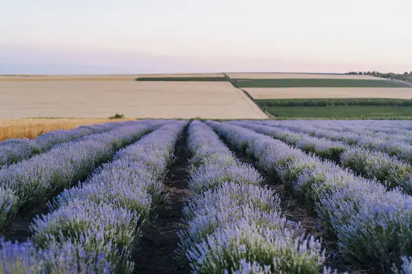 Akşam karanlığında kırsal alanda düzgünce sıralanmış lavanta sıraları.