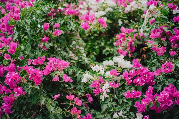 Pembe ve beyaz begonviller çiçek açtı.