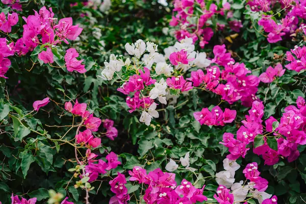 Pembe ve beyaz begonviller çiçek açtı.