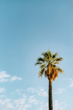 Güneşli bir günde açık mavi gökyüzüne uzanan uzun palmiye ağaçları.