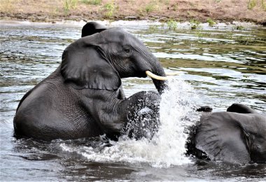 Zambezi nehrinin sakin görüntüsü aniden bozulabilir. Akşam güneşinin altında fil kardeşlerin neşeli gezintileri.... 