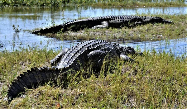Krokodýlí Duo Břehu Řeky Zambezi — Stock fotografie