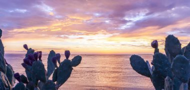 Güzel deniz doğumu ya da gün batımı manzarası ön planda güzel bir kaktüs ve arka planda resim gibi gökyüzü.