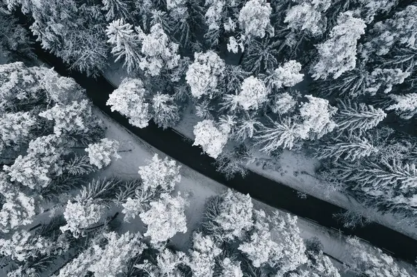 stock image beautiful view of the forest