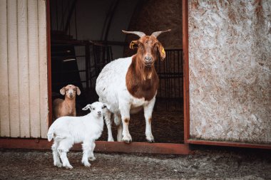 Kahverengi ve beyaz keçi ailesi. Anne keçi çiftliklerinin önünde küçük keçi çocuklarıyla duruyor..