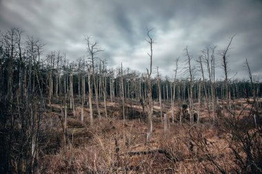 Ormanda ölü çam ağaçları. Burası karabatak kuşlarının yuvası. Bu kuşlar ormanı yok etti. Burası Litvanya 'nın Juodkrante şehrinde yer almaktadır..