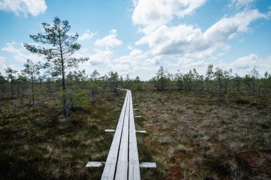 Büyük Kemeri Bataklığı 'ndaki yol. Letonya