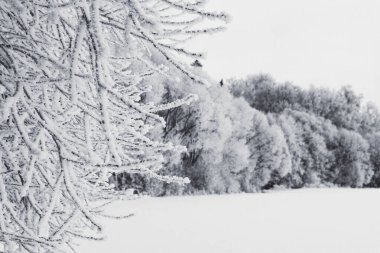Karla kaplı ağaçlarla kaplı kış ormanı
