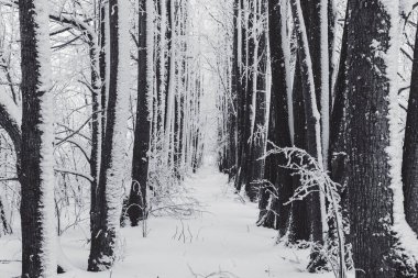 Karla kaplı ağaçlarla kaplı kış ormanı