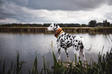 Dalmaçyalı yavru köpek gölün yanında duruyor.