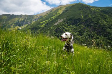 Yüksek Tatras dağlarında Dalmaçyalı köpek yürüyüşü