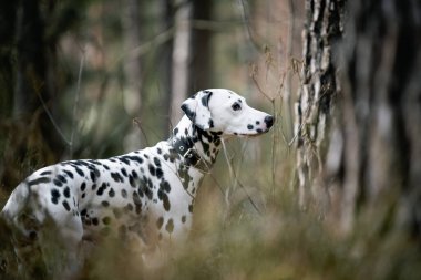 Ormandaki Dalmaçyalı köpek.