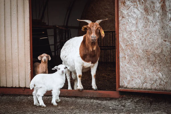 Kahverengi Beyaz Keçi Ailesi Anne Keçi Çiftliklerinin Önünde Küçük Keçi — Stok fotoğraf