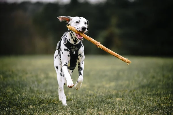 Dalmatian Dog Playing Stick — Stock Photo, Image