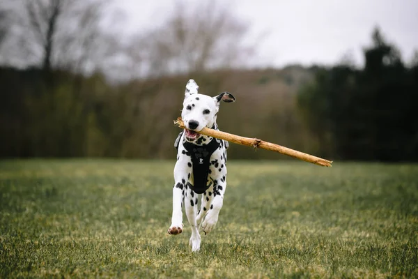 Dalmatian Dog Playing Stick — Stock Photo, Image