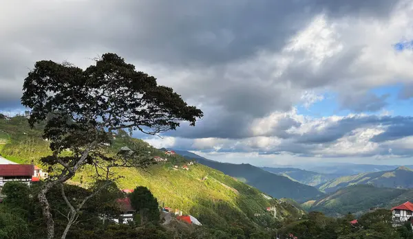 Tovar mahallesinin görkemli manzarası büyük bir ağaç ve kırsal nüfusa bakıyor.